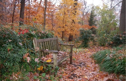 bench on a path in the woods during Fall
