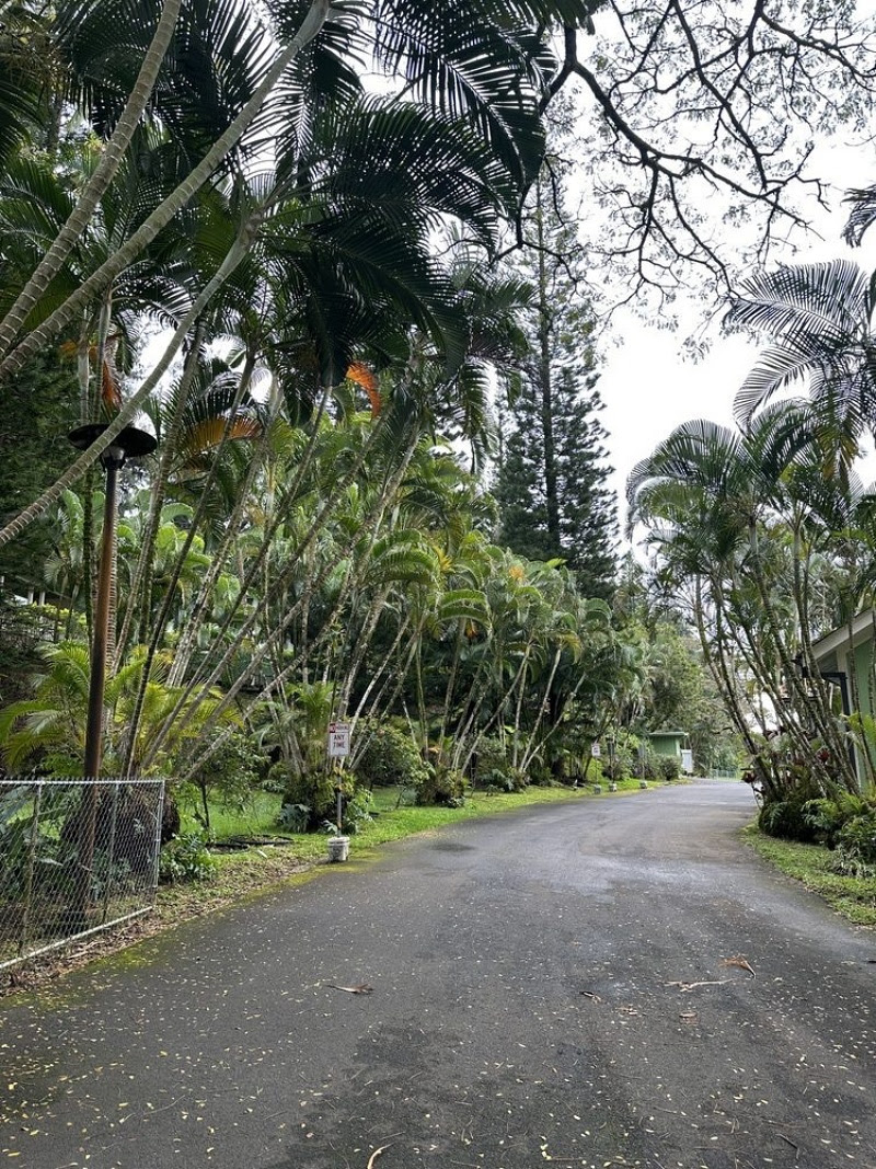 road with tropical plants on both sides in Hawaii