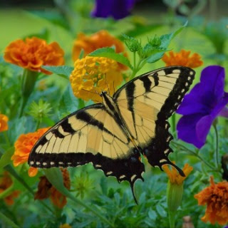 butterfly flying near small flowers